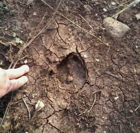 Bari, orme di cinghiale alle porte del San Paolo: Arrivano dalla Murgia  